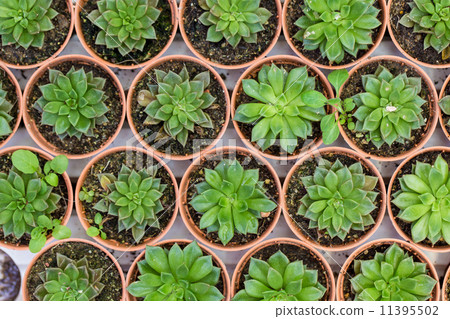 green leaf background 11395502