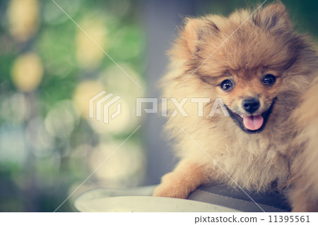 A puppy of a Pomeranian A puppy of a Pomeranian 11395561