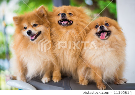A puppy of a Pomeranian A puppy of a Pomeranian 11395634
