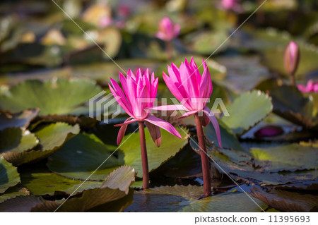 Red Lotus vast lake 11395693