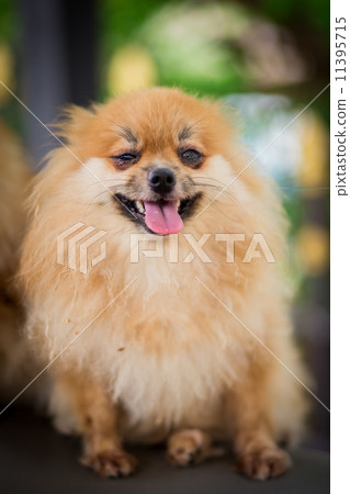 A puppy of a Pomeranian A puppy of a Pomeranian 11395715
