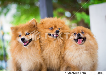 A puppy of a Pomeranian 11395802