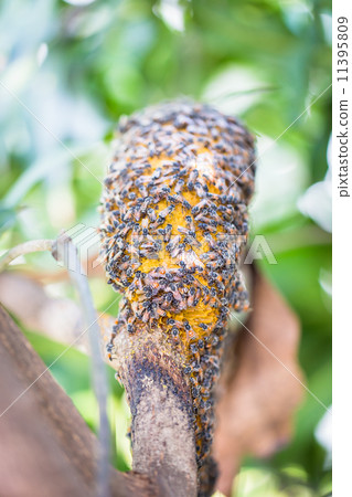 Many bees to a hive of bees 11395809