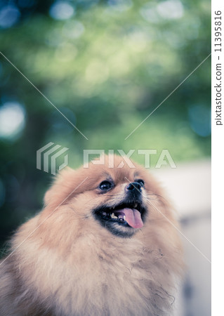 A puppy of a Pomeranian A puppy of a Pomeranian 11395816