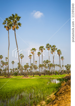 Rice fields and palm Rice fields and palm 11395840