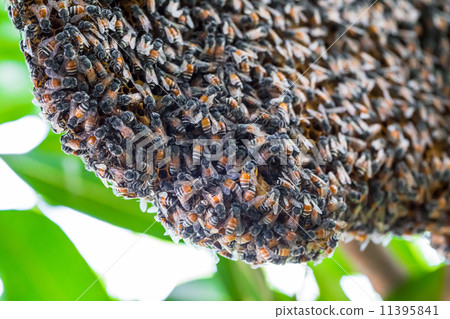 Many bees to a hive of bees Many bees to a hive of bees 11395841