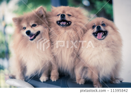 A puppy of a Pomeranian A puppy of a Pomeranian 11395842