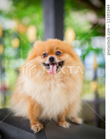 A puppy of a Pomeranian A puppy of a Pomeranian 11395844
