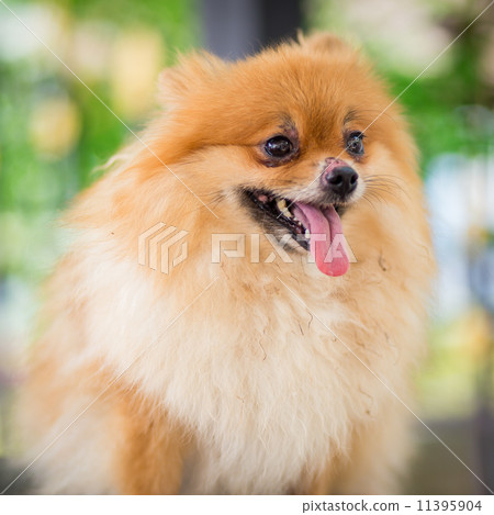 A puppy of a Pomeranian A puppy of a Pomeranian 11395904