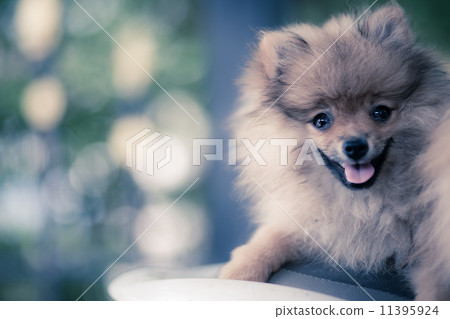 A puppy of a Pomeranian A puppy of a Pomeranian 11395924