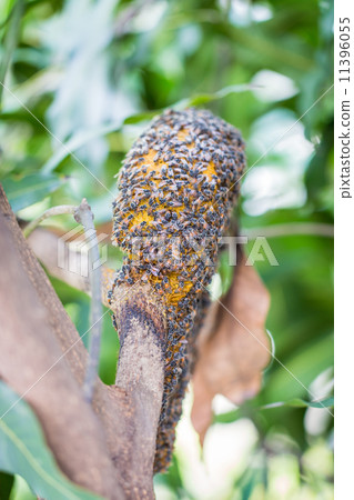 Many bees to a hive of bees 11396055