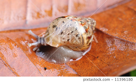 Snail crawling on a leaf 11396180