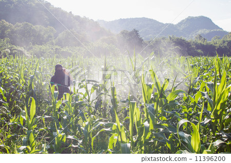 Farmer spraying pesticide on corn field 11396200