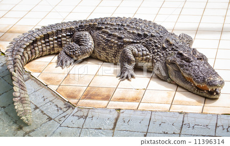 crocodile crocodile 11396314