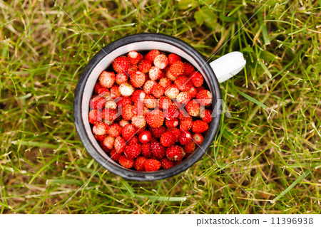 wild strawberries wild strawberries 11396938