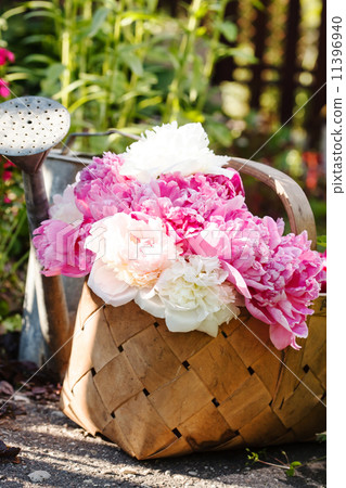 peonies in basket peonies in basket 11396940