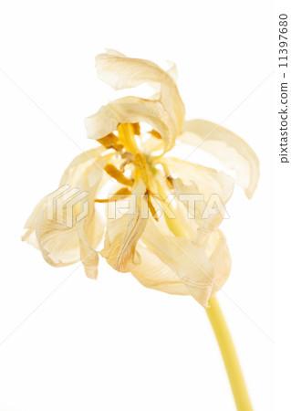 tulip 11397680