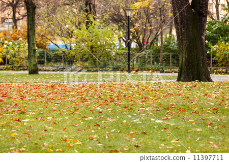 autumn park 11397711