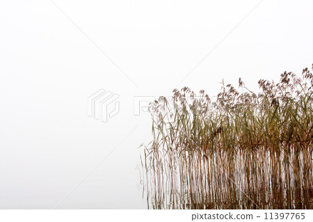 Seedy reed stalks 11397765