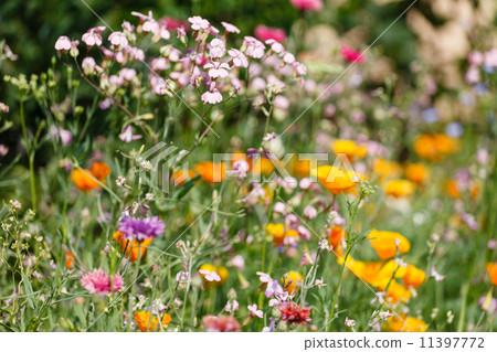 flowers field flowers field 11397772