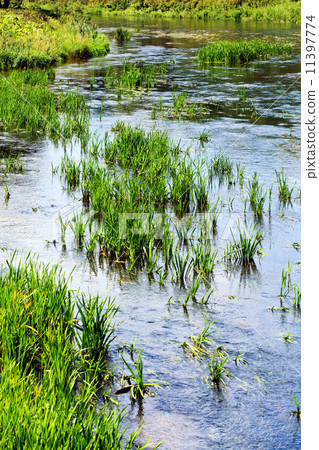 algae in river 11397774