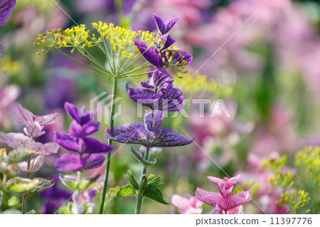 purple flowers purple flowers 11397776