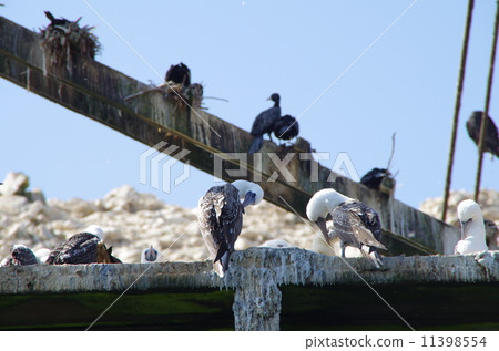 Peruva Bestas Island Peruva Bestas Island 11398554