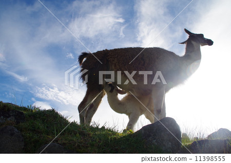 Peru Machu Picchu Peru Machu Picchu 11398555