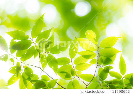 留下艾草 11398662