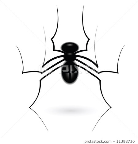 spider spider 11398730