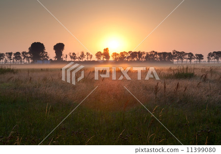 sunrise over misty meadow 11399080