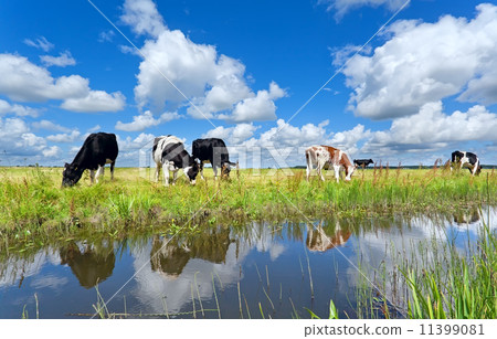cows on pasture by river over blue sky 11399081