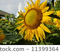 sunflower	 11399364