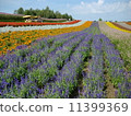 Various flower garden 11399369