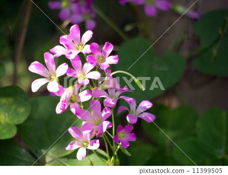 Murasaki Kabaki 11399505