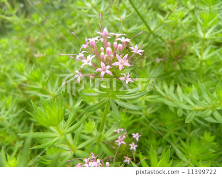 Fopsis Stilosa is a collection of peachy small flowers Fopsis Stilosa is a collection of peachy small flowers 11399722