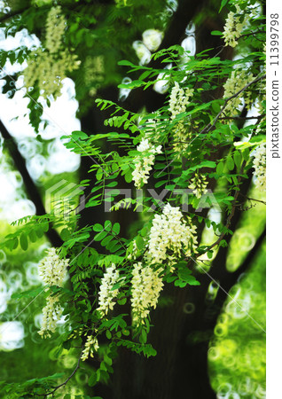 Fake acacia 11399798