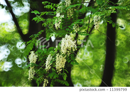 Fake acacia 11399799