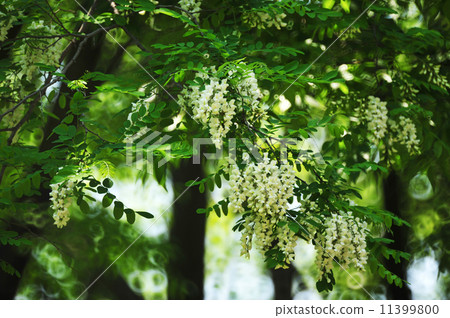 Fake acacia 11399800