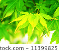 Fresh green maple 11399825