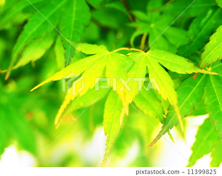 Fresh green maple 11399825