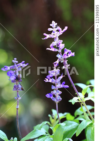 Blue salvia 11399895