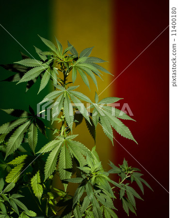 Marijuana plant on rastafarian flag background. 11400180
