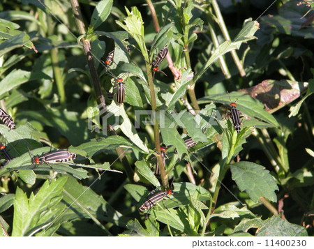 Himehime bean 11400230