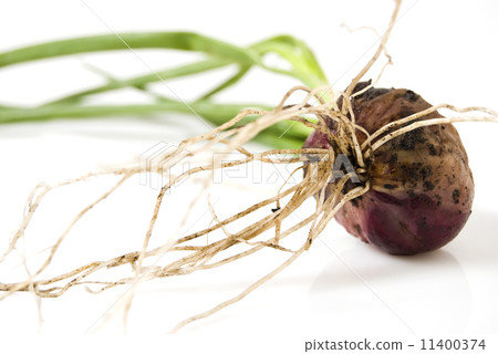 Onion Onion 11400374