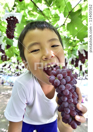 Grape picking Grape picking 11400562