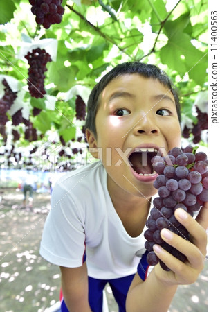 Grape picking 11400563