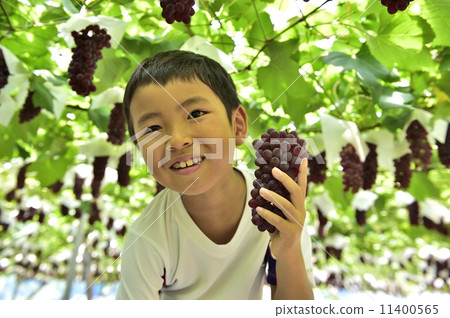 Grape picking Grape picking 11400565