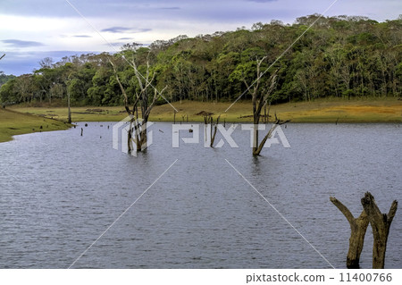 Thekkady Thekkady 11400766