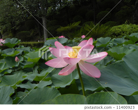 Ogajas桃紅色花在千葉公園的 照片素材 圖片 圖庫